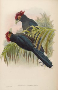 Dasylophus superciliosus af John Gould